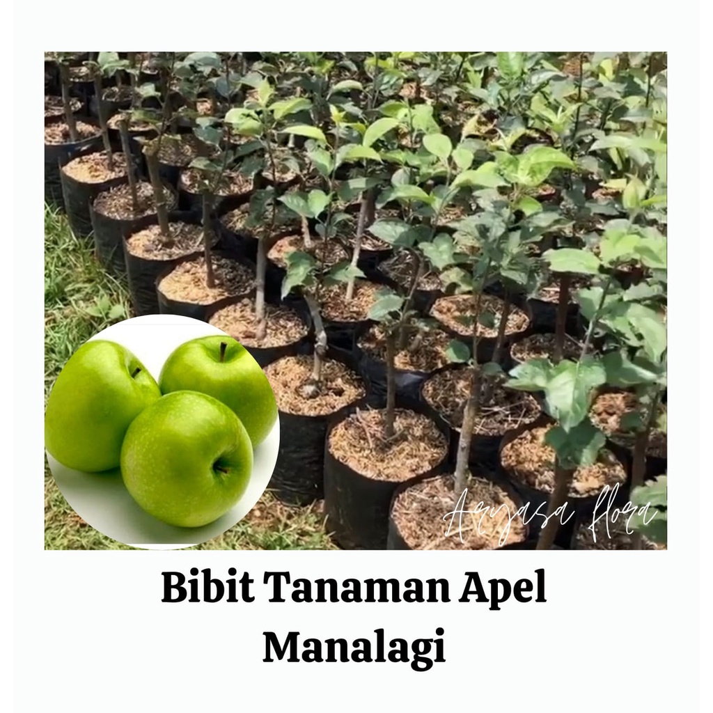 Bibit Apel Manalagi /Apel Malang Asli/Tanaman Apel Manalagi (Okulasi)