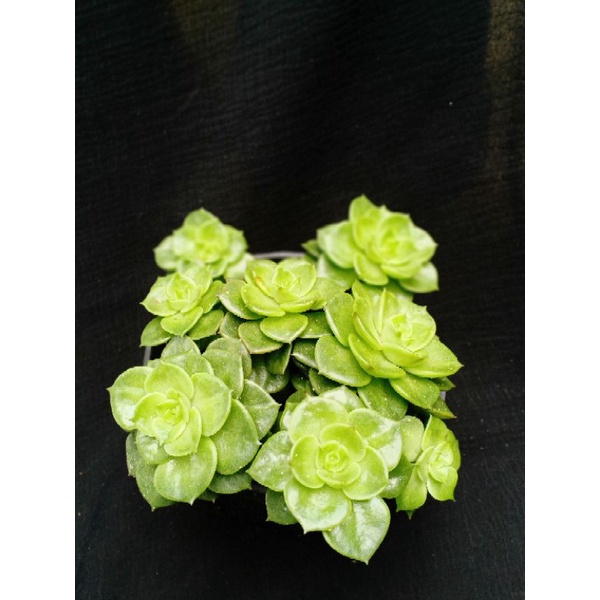 Kaktus sukulen grapto