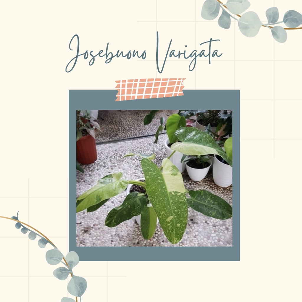 Tanaman Hias Philodendron Jose Buono Tanaman Philo Philodendron Jose Buono