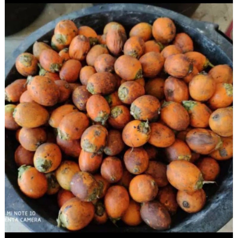 

Buah pinang Jambe tua fress segar 1 kg