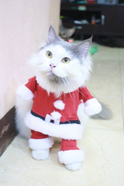 Kostum santa untuk kucing &amp; anjing /Jual Baju Kucing Terlengkap &amp; Berkualitas size S-XL