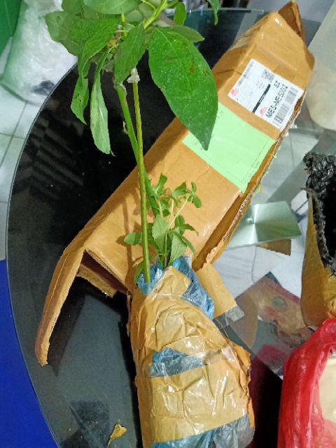 Termurah Bibit Tanaman Buah Alpukat Aligator Unggul/ Bibitt Murah Apokatt