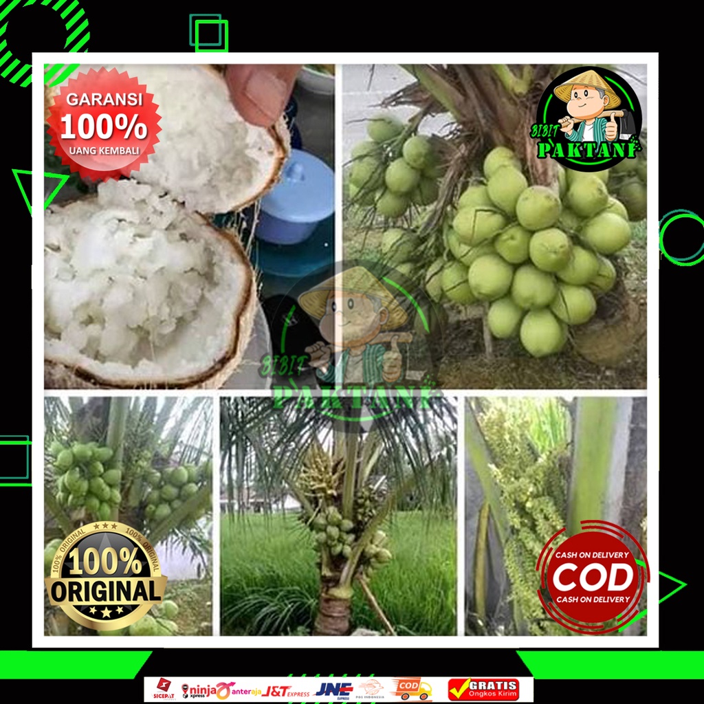 bibit kelapa kopyor super genjah