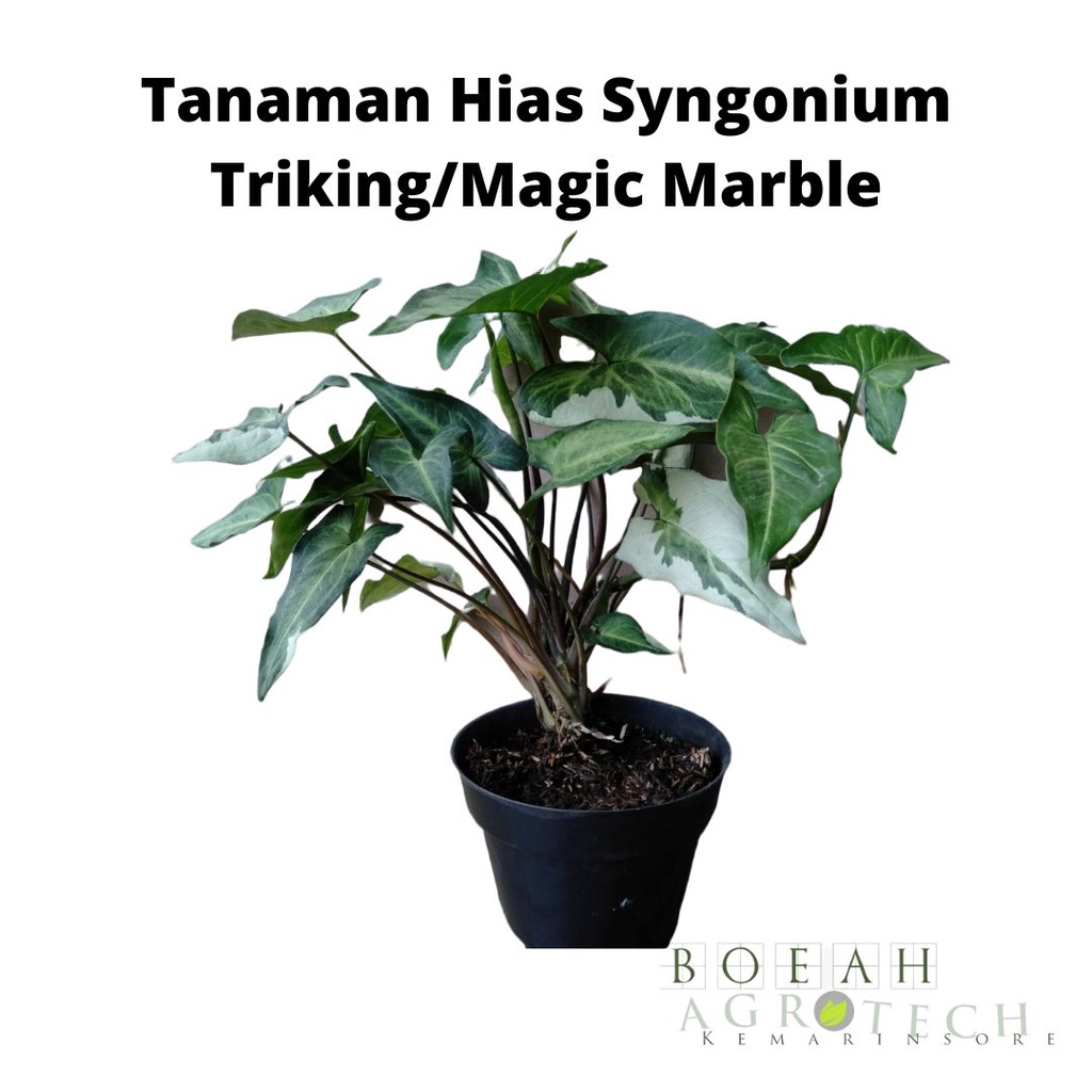 Tanaman Hias Syngonium Triking/Magic Marble