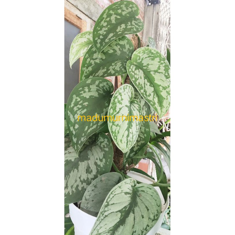 Sirih gading silver scindapsus silver / Scindapsus exotica