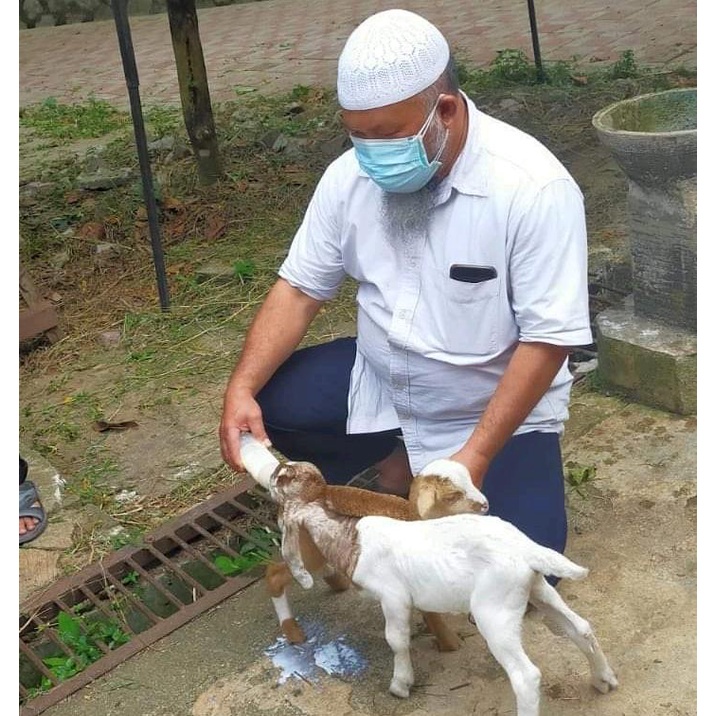 KALVOLAC 25 kg Nutrifeed | Susu Pengganti Susu Sambung Indukan Sapi Kambing Domba Untuk Pedet Cempe Import Original