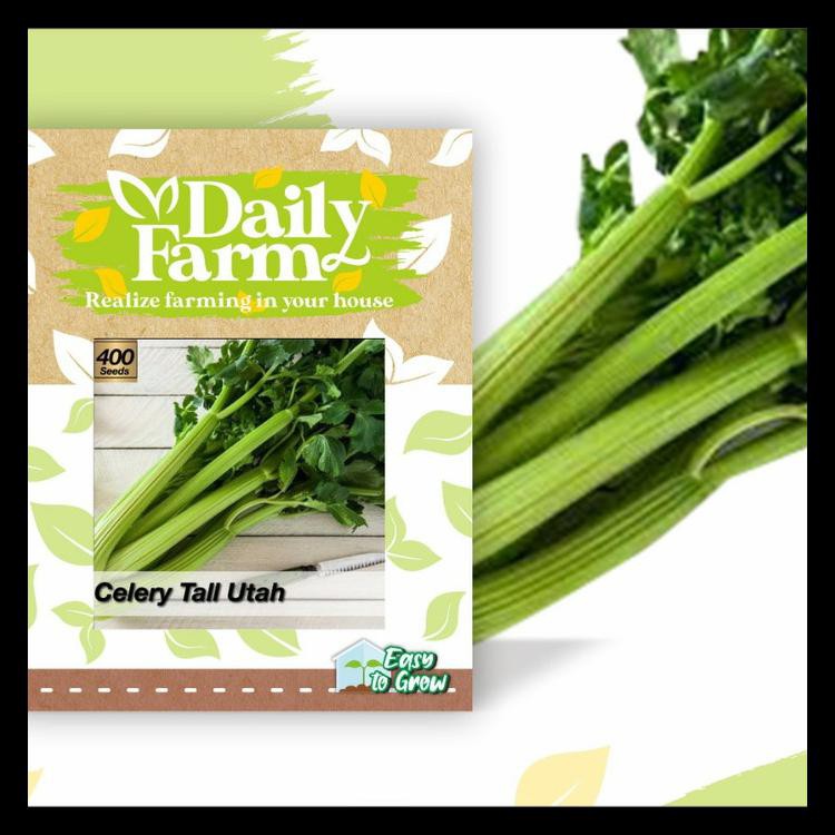 Bibit Benih Celery - Tall Utah / Benih Seledri Besar / Repack Import