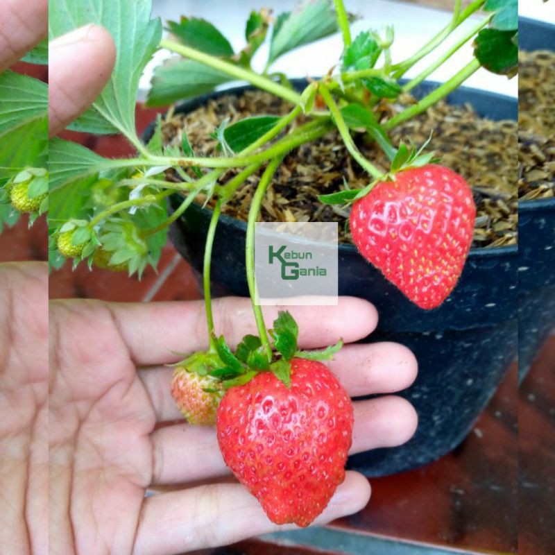 Pohon Strawberry murah bibit strawberry manis