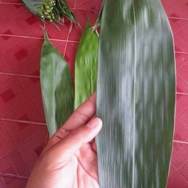 

Daum bambu jumbo segar per lembar/helai untuk bungkus bakcang bacang siap petik