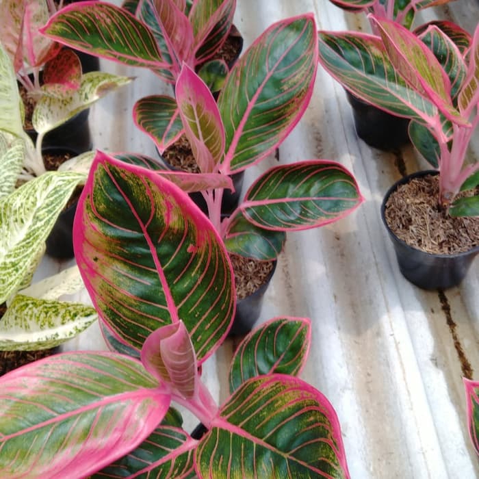 Tanaman Hias Aglonema Kanza - Aglonema kansa