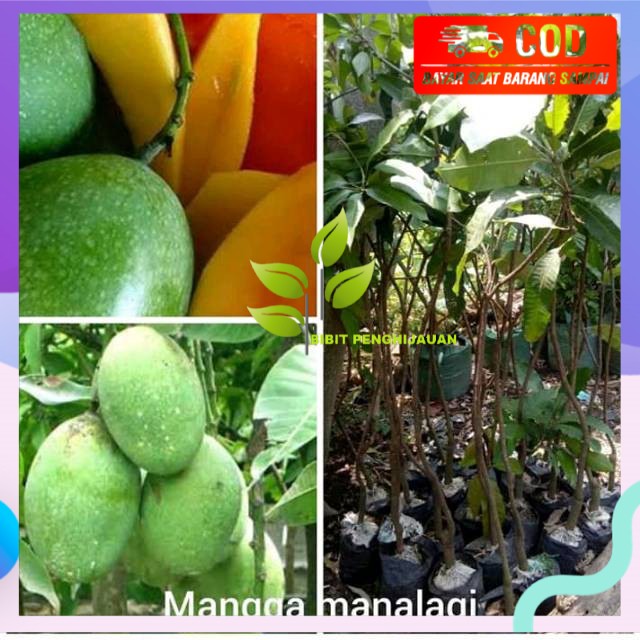 Bibit mangga manalagi