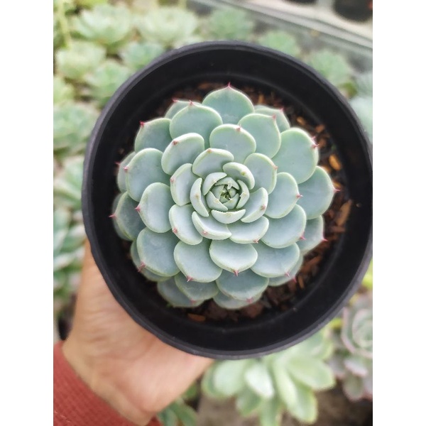 Sukulen - Echeveria Minima