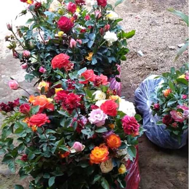

Silahkan paket mawarnya 1kg isi 10mawar + bonus 1 harga 70rb saja bisa pilih warna