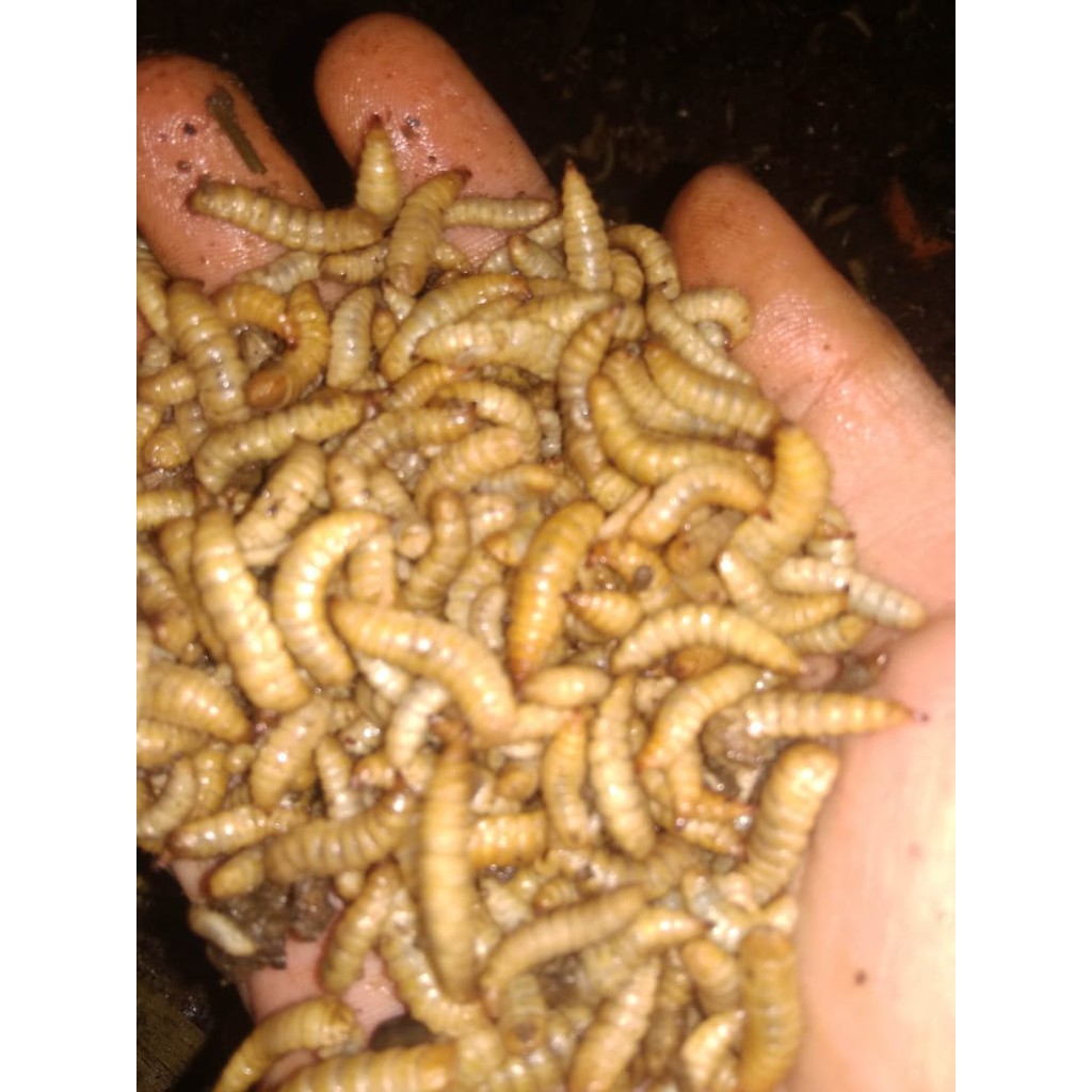maggot bsf 1 kg