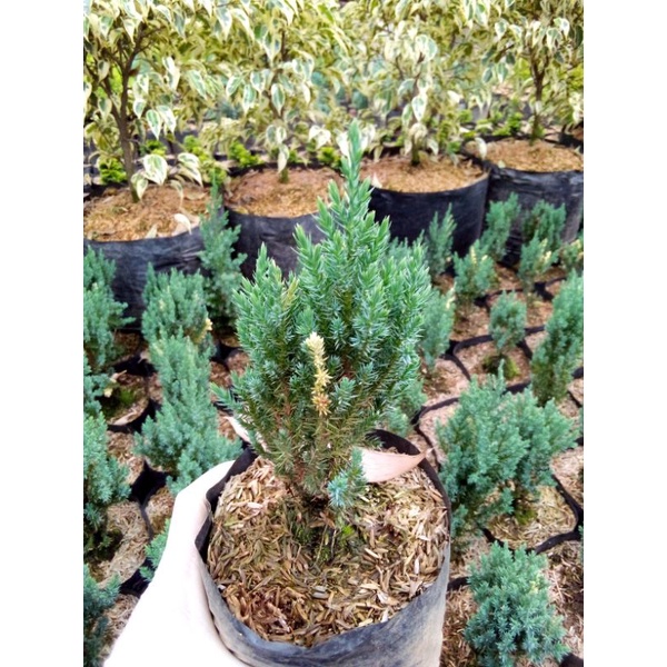 Cemara intan mutasi warna