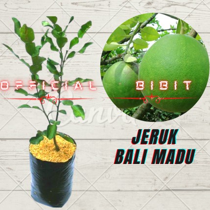 BIBIT JERUK BALI MADU || TANAMAN JERUK BALI MADU