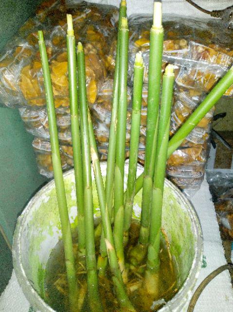 Bibit Kapulaga Hibrida Super Jumbo Kwalitas 1