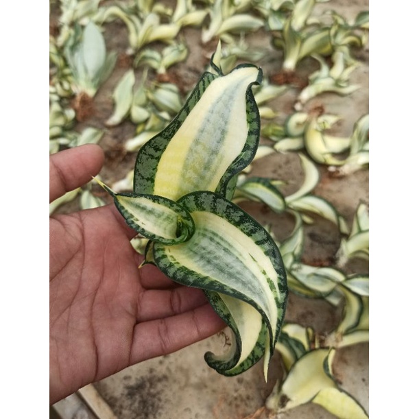 sansevieria golden wendys