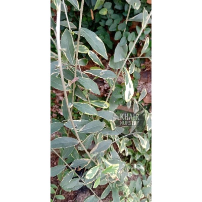 stek lee kwan yew varigata