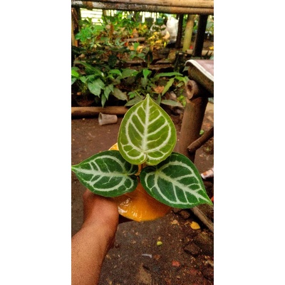 anthurium dorayaki silver