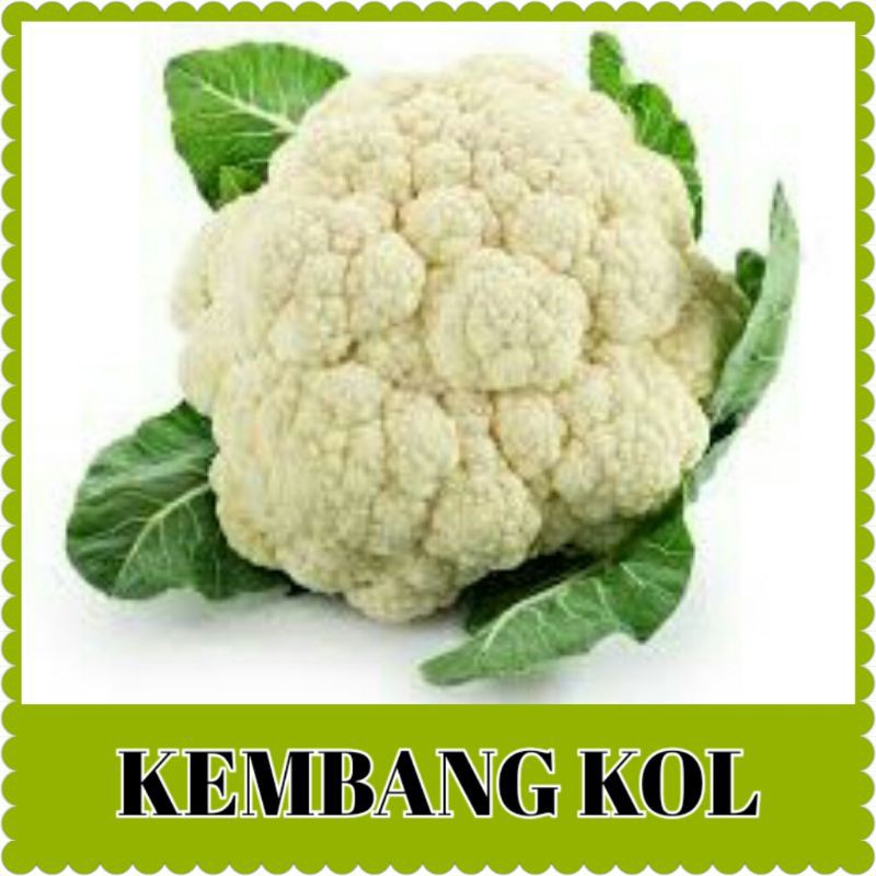 benih kembang kol/bibit sayur kol