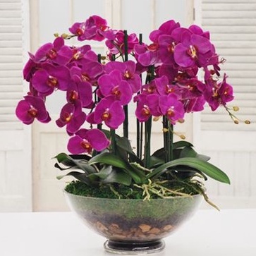 SEEDLING ANGGREK DENDROBIUM - UNGU - DEWASA REMAJA / TANAMAN HIAS HIDUP / BUNGA ANGGREK HIDUP / BUNG