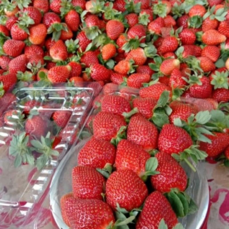 

Strawberry Grade A 500gr