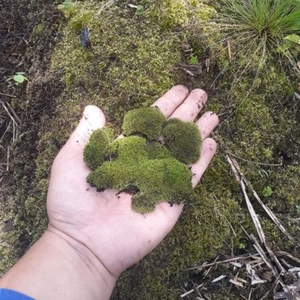 Moss Lumut Hidup|Lumut Hutan|Lumut Media Tanam|Living Moss