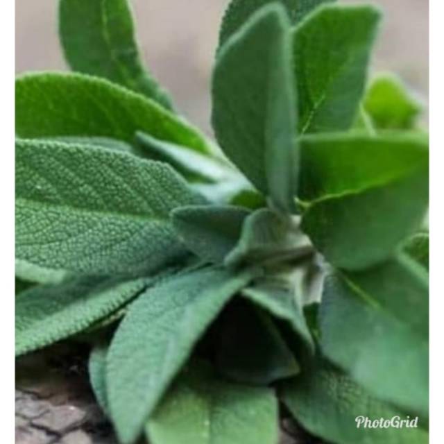 

Daun sage