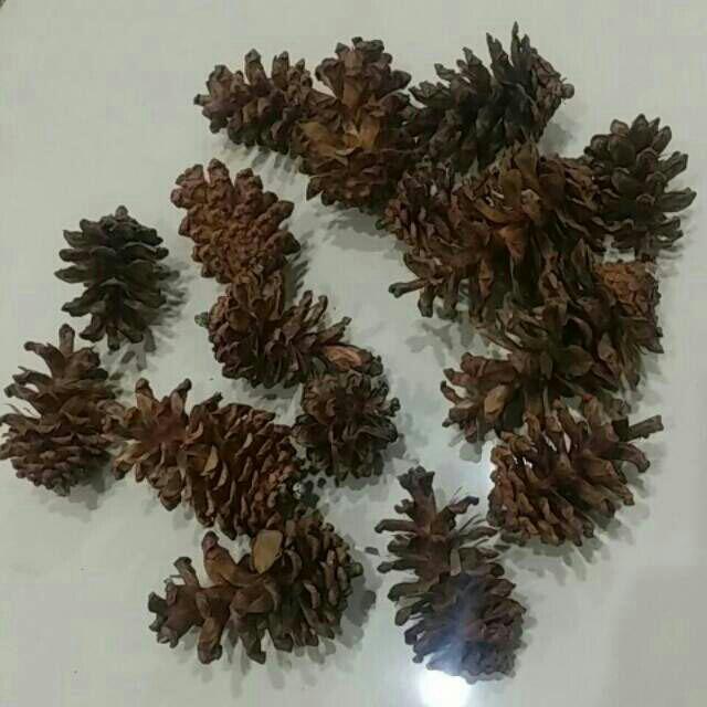  Bunga  Pinus  Bunga Pinus Kering  Campur 15pcs Shopee 