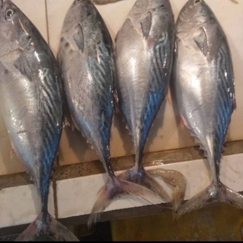 

jual ikan tongkol batik segar perkg