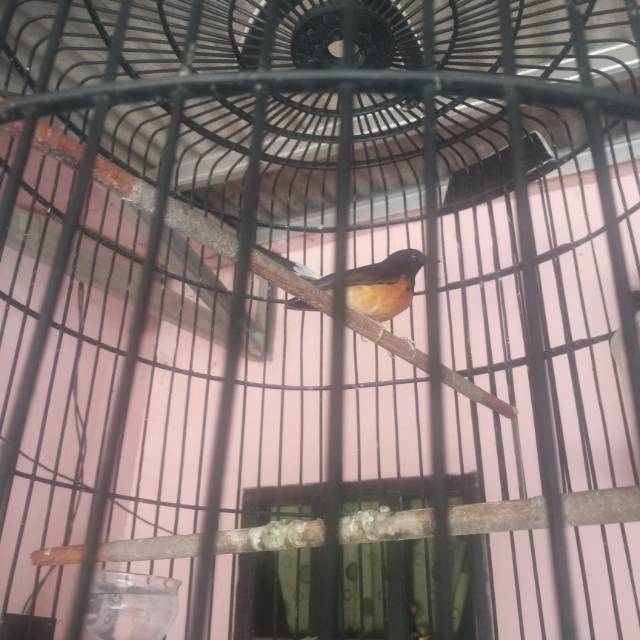 Murai batu MH