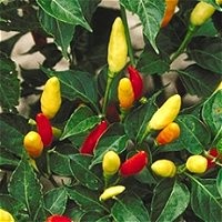 20 Benih Biji Bibit Tabasco Pepper