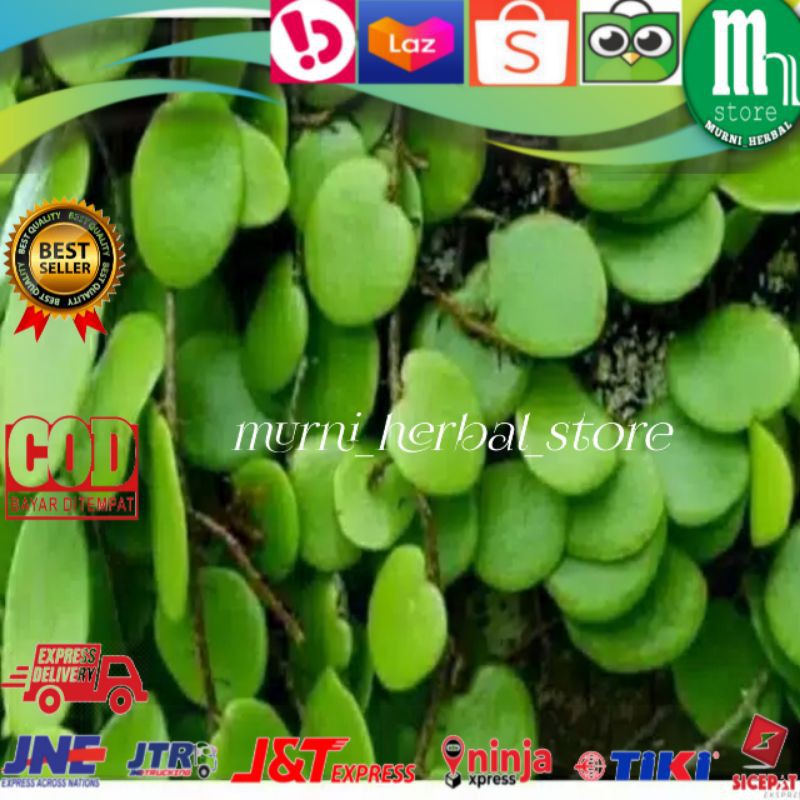 

Daun Sisik Naga 100gram Super Murah.