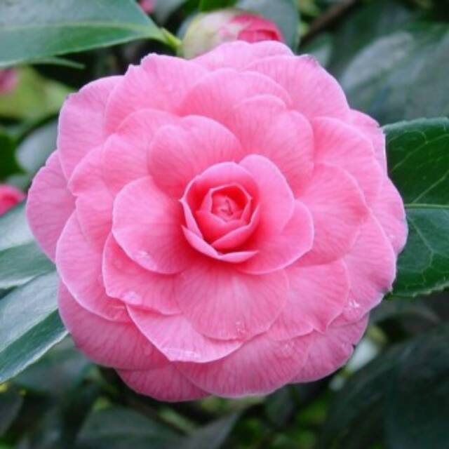 Bibit Tanaman Hias Bunga Camelia Pink/ Bunga Camelia Pink/Tanaman Camelia Pink