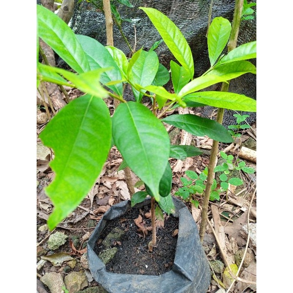 

anak pohon salam (bumbu masak)