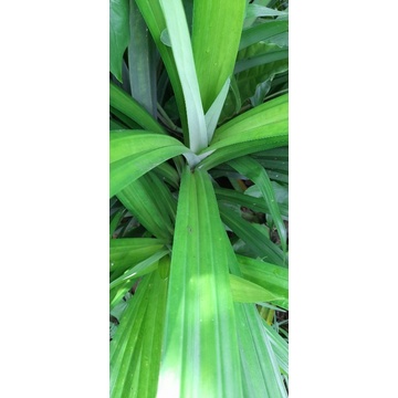 

Daun pandan wagi segar per 300 grm