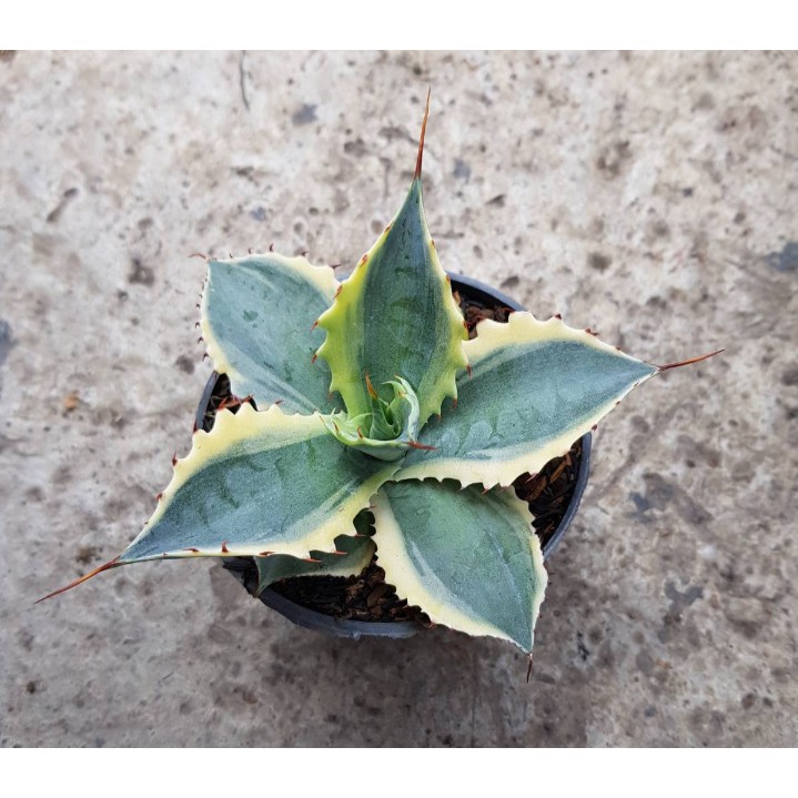 KAKTUS AGAVE VERSCHAFFETI