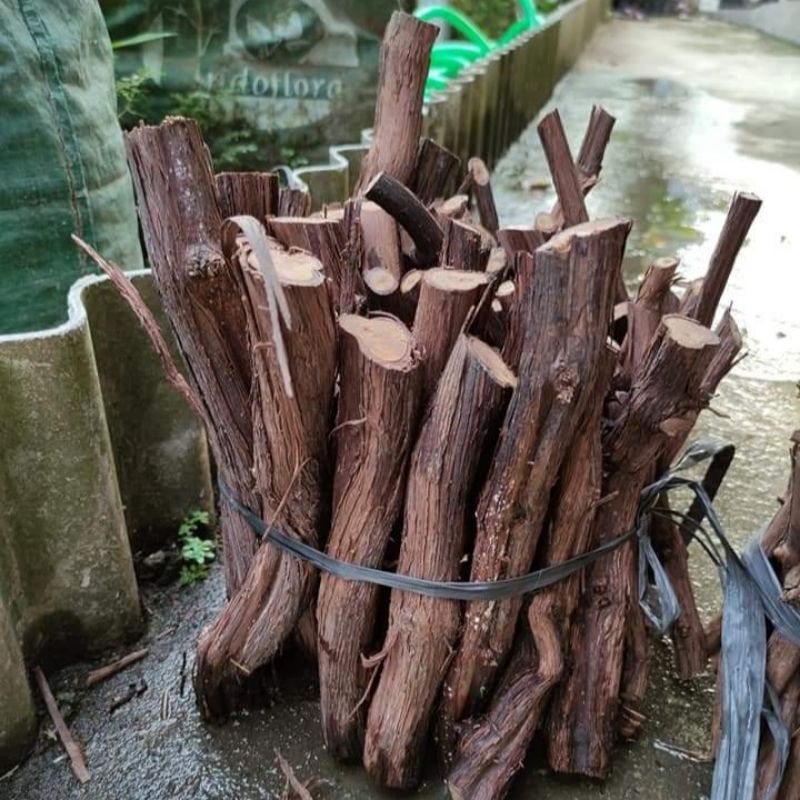 Cutting Anggur (Batang Besar) Bonggelan