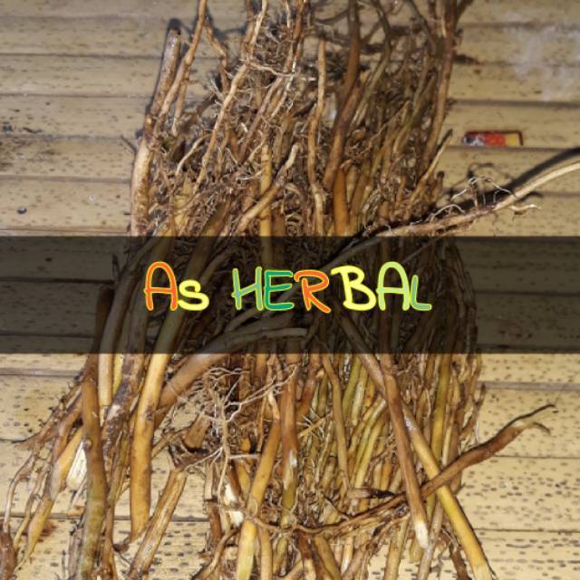 Akar Bambu Kuning Segar 250 gram Shopee Indonesia Akar Bambu Kuning Segar 250 gram Shopee Indonesia