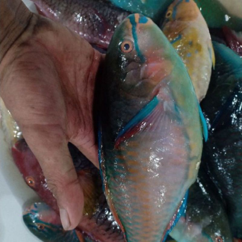 

Ikan Kaka Tua Fresh 1kg