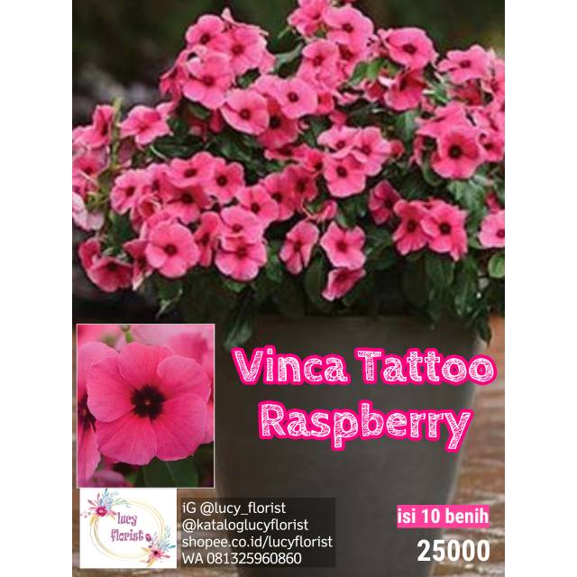 550+ Free Tattoo Vinca HD Tattoo Images