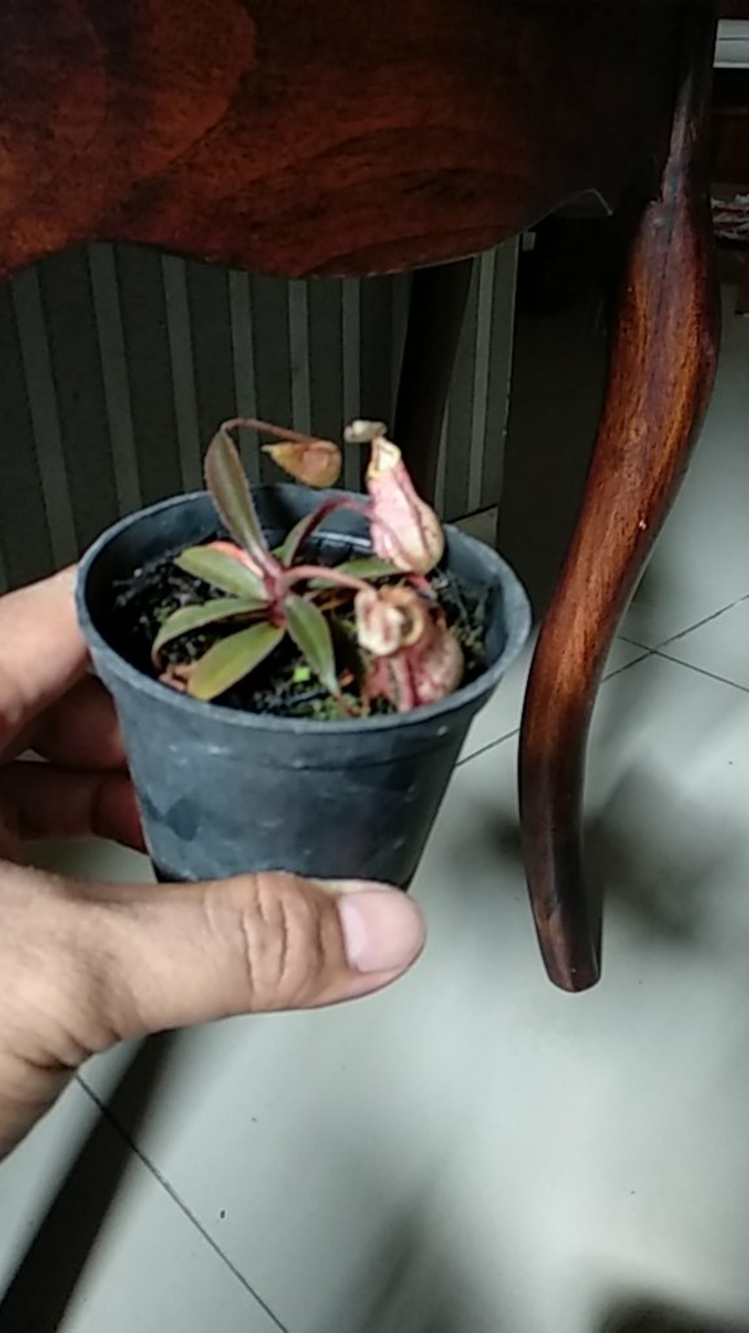 Tanaman Hias Nephentes Raflessiana (s) Hasil Kultur Jaringan