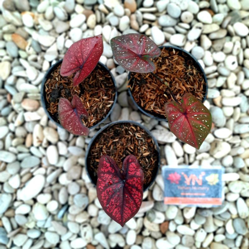 Peket Hemat/Bibit Keladi Dark Chocholate&Seven Luck