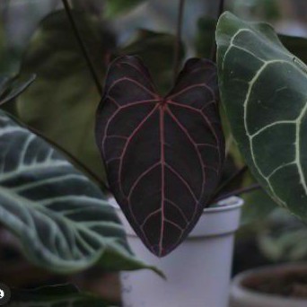 Anthurium Red Crystallinum Baby