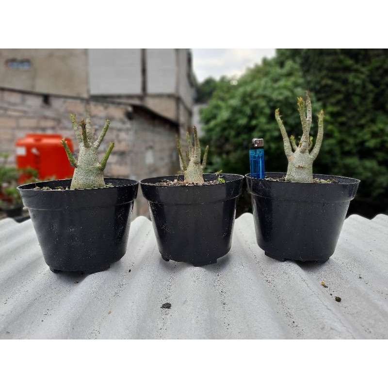 adenium thaisoco kao hin zon / khz