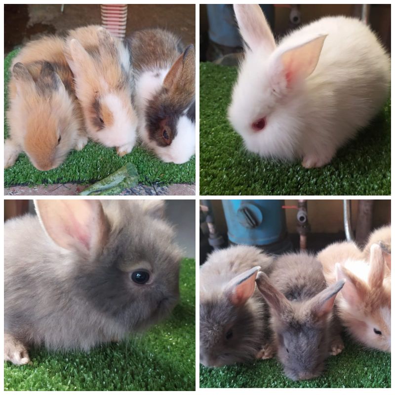Kelinci Rabbit Bunny Anggora Fuzzy Lop Hidup