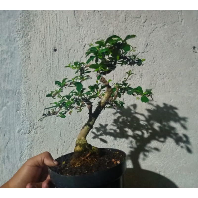 TANAMAN ASLI BONSAI HOKIANTEA / HOKIANTI