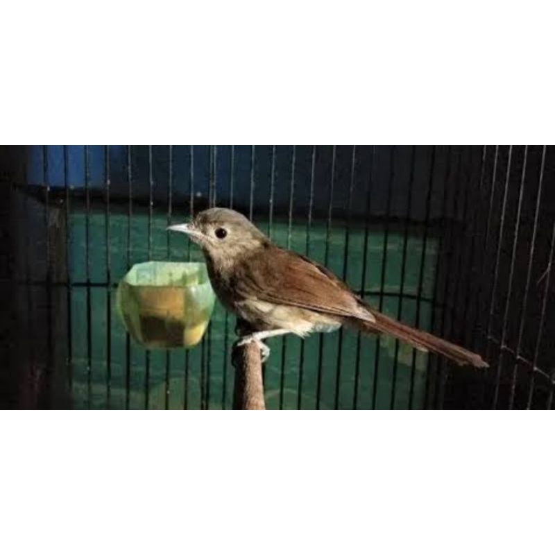burung flamboyan jantan sudah bunyi rawatan