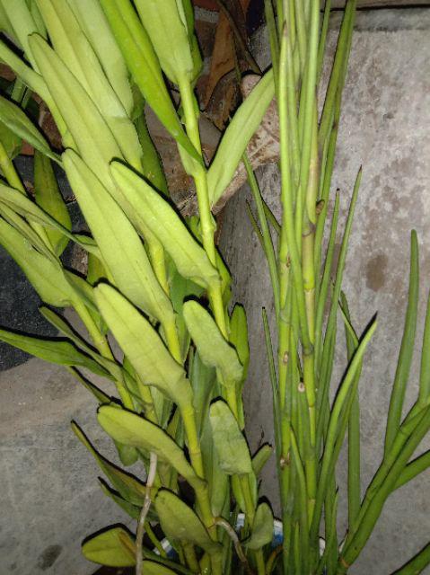 Anggrek Tanah Paket Hemat